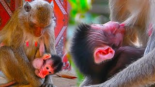 Attractive baby monkey is hugging his mother tightly to suckle fresh milk [upl. by Yrol]