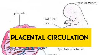 Placental Circulation  Obstetrics  Uteroplacental Circulation  Maternal Circulation  Hindi [upl. by Ettennor]