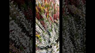 Calluna vulgaris [upl. by Backer567]