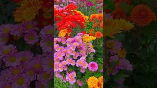 Different colored chrysanthemums flowers 😍gardenflowers nature chrysanthemums amazing [upl. by Chapman]