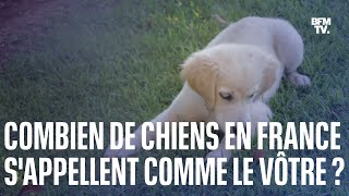 Le top 10 des noms de chiens les plus donnés en France en 2022 [upl. by Wendt]