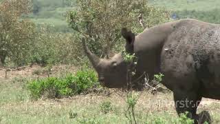 Conservation Success Stories Saving Kenyas Endangered Species animal2024 wildlife [upl. by Akeemaj495]