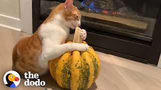 Cat Is Obsessed With Pumpkin  The Dodo [upl. by Abdulla]