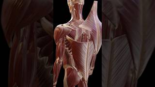 Study Back Muscles in 3D [upl. by Ailliw]