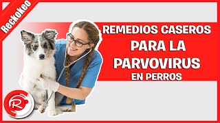 Remedios caseros para curar la parvovirus en perros [upl. by Henarat45]