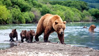 One Of The LARGEST Bears On The Planet — Kamchatka Brown Bear [upl. by Anivad372]