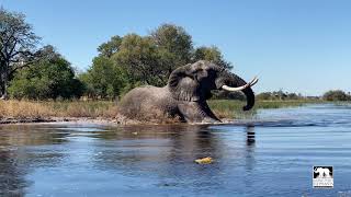 Jabu the elephants boisterous swim  Living With Elephants Foundation  Botswana [upl. by Findlay312]