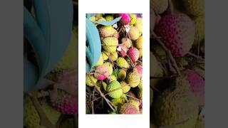 Litchi 🤤🤤youtube [upl. by Merril]