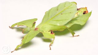 These Giant Leaf Insects Will Sway Your Heart  Deep Look [upl. by Draner]