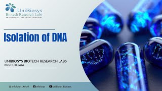 Isolation of Bacterial Genomic DNA  UniBiosys Biotech Research Labs [upl. by Landrum]