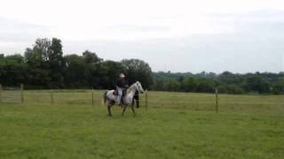 Legacy Plantation pleasure Tennessee Walking Horses [upl. by Goddard437]