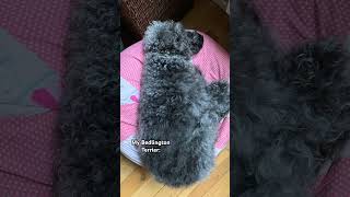 “Bedlington Terriers were bred for rat hunting…” dog shorts youtube shortsfeed [upl. by Kaz781]