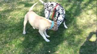 Pitbull Vs Dalmatian [upl. by Cordell]