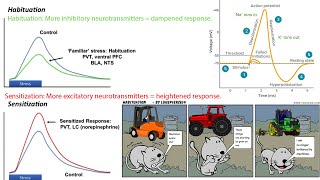 Tinnitus Habituation and Sensitization Explained The Truth Behind Pawel Jastreboffs Model and TRT [upl. by Dorkus]