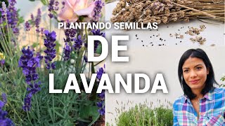 COMO SEMBRAR SEMILLAS DE LAVANDA🌱 [upl. by Nwahsak]