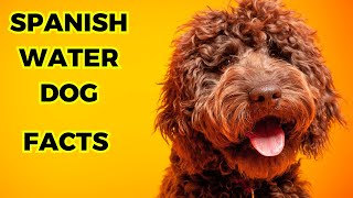 Spanish Water Dog  Top 10 Interesting Facts [upl. by Odraner]