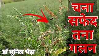 अचानक चना सुखने वाला फंगस रोग। Sclerotium Stem Rot of Chickpea Management drsunilbhaira [upl. by Akihsar]