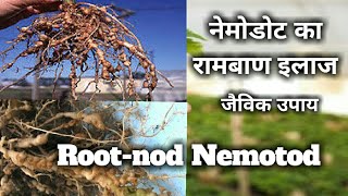 निमेटोड को रोकने का जैविक उपाय। Nematode control organic methodpaecilomyces lilaacinusपेसिलोमाइसेस [upl. by Nyllek]