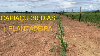 CAPIAÇU COM 30 DIAS PLANTANDO ATÉ 1HA POR DIA  PURA TECNOLOGIA [upl. by Adekram]