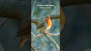 Watch This European Robins Mesmerizing Song [upl. by Imogen]