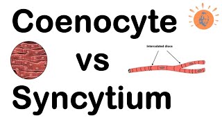 Coenocyte Vs Syncytium  Types of Multinucleated Cells  Dikaryon stage  Dr Ghanshyam Jangid [upl. by Ailsa]