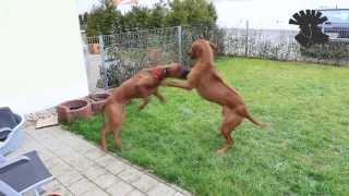 Rhodesian Ridgebacks  rough play  ATTACK [upl. by Acemahs]