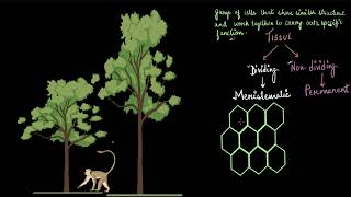 Plant Tissues Explained and Designed by IIT Alumnus [upl. by Eniamrehs958]