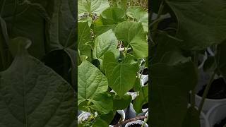 Borlotti Da Seme gardengardeningagriculturenaturegrowfarmingfoodnaturalvegetablefarmer [upl. by Idnerb]