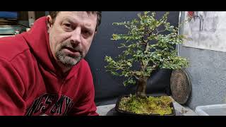 Repotting my nothofagus tree [upl. by Nithsa66]