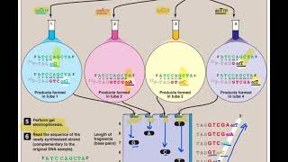 DNA Sequencing By Sanger Method  Application of biotechnology [upl. by Colman]