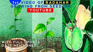 How to grow Badahar from seed  Artocarpus lacucha  Monkey Fruit  The Smart Gardener [upl. by Graehme730]