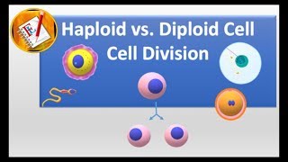 Haploid vs Diploid cell and Cell division [upl. by Nappy743]