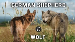 German Shepherd GSD Vs Wolf [upl. by Unam]