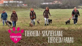 TierheimSpaziergang mit dem Tierheim Hanau [upl. by Artemahs]