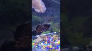 Methylene Blue Treatment for Tank fish Subscribe for full Video [upl. by Htidra619]