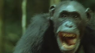 Chimps Set Up an Ambush for Monkeys  Trials Of Life  BBC Earth [upl. by Nibas]