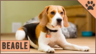 Beagle  Dog Breed Information [upl. by Ennasil]