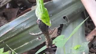 Vine Snake Eats Clouded Monitor Lizard [upl. by Karalynn]