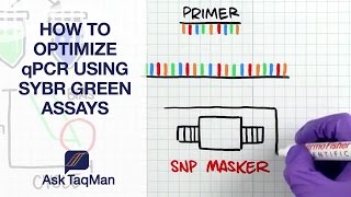 How to Optimize qPCR using SYBR Green Assays  Ask TaqMan 38 [upl. by Maxa]