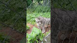 Captivated snow leopard in the Hamaliyan MountainsNative species of Gilgit statemountains nature [upl. by Haidebez]