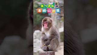 高崎山のお猿さん達。高崎山 高崎山自然動物園 大分県 大分 猿 おさるさん [upl. by Mclaurin664]