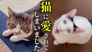 猫に愛されすぎて困ってます！【ストーカーマザコン猫】 [upl. by Farmer]