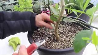 How to Care for Lemon Trees [upl. by Khano522]