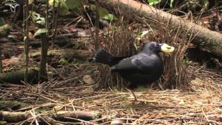 Bowerbirds  Seems Impossible OFFICIAL VIDEO [upl. by Lemay330]