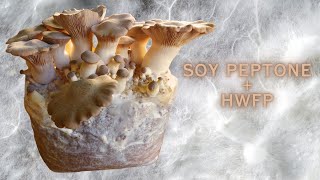 SOY PEPTONE  HWFP Substrate Boost or Bust [upl. by Scevour]