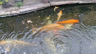 Front pond disaster learn from this 🤬🐟 [upl. by Alios]