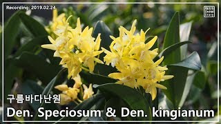 구름바다난원 대명석곡과 긴기아넘 동향 amp 단정학 꽃Dendrobium kingianum Dendrobium speciosum [upl. by Bomke946]