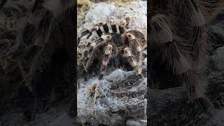 Acanthoscurria geniculata vogelspinnen tarantula [upl. by Ahsiuqram]