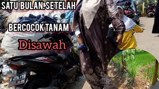 Melihat padi setelah tanam satu bulan sawah darat [upl. by Bekki]