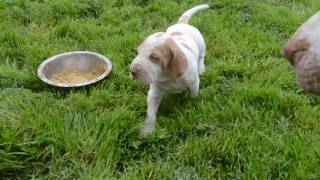 DSC 3566 bracco italiano puppy 3 [upl. by Giliane]